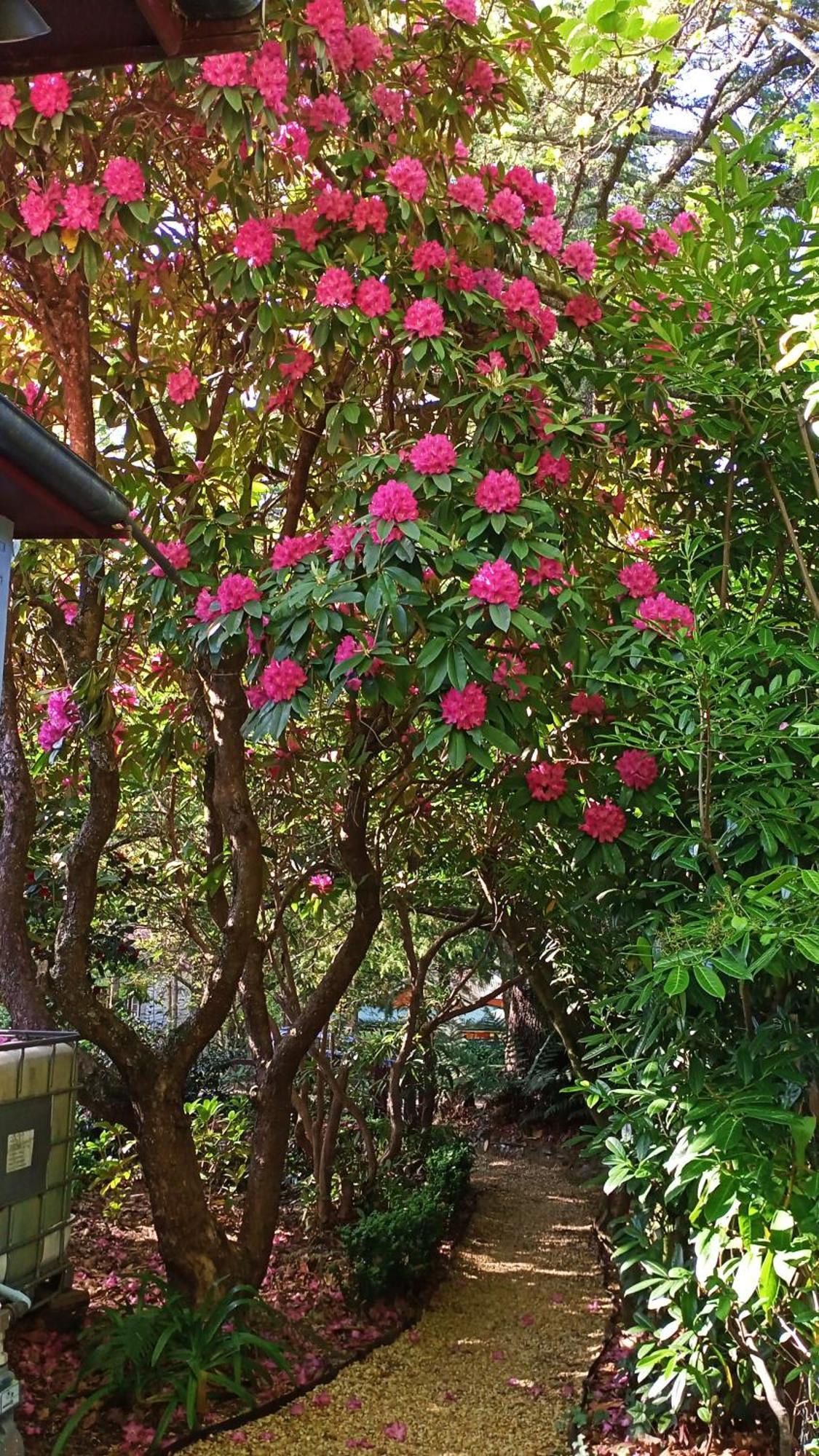 Kubba Roonga Guesthouse - Boutique Luxury Spa Retreat & Gardens - Blue Mountains Blackheath Exterior photo